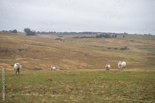 Australian cows grazing in a field on pasture. close up of a white murray grey cow eating grass in a paddock in springtime in australia