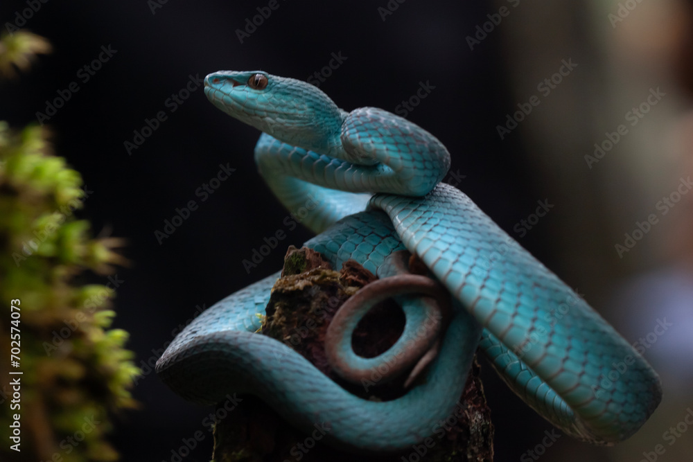 Fototapeta premium Snakes Vave High Venom