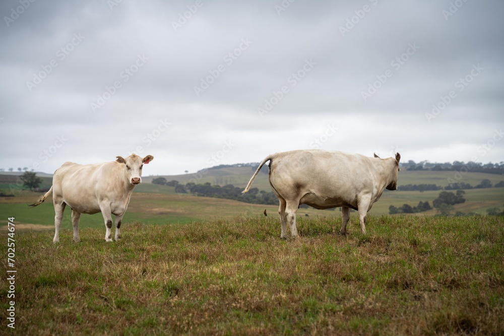 Australian cows grazing in a field on pasture. close up of a white murray grey cow eating grass in a paddock in springtime in australia Australian cows grazing in a field on pasture. close up of a white murray grey cow eating grass in a paddock in springtime in australia