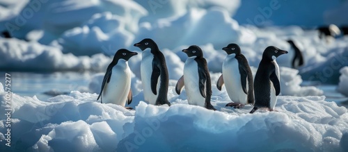 Adelie penguins in a group on floating ice at Paulet Island in Antarctica. photo