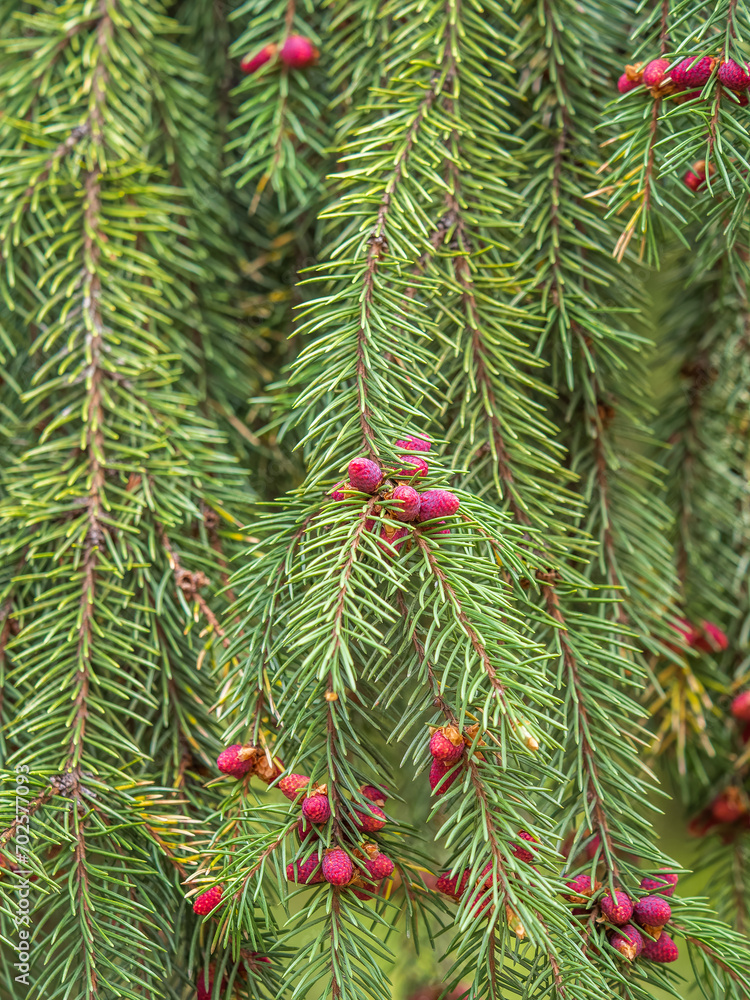 Fir branches with fresh shoots in spring.