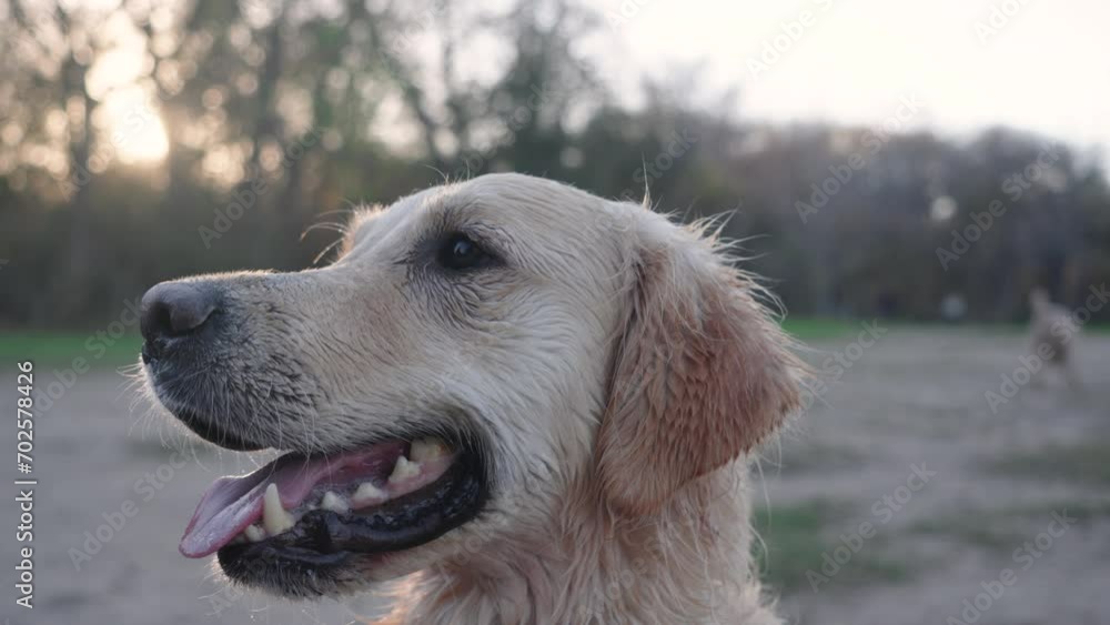 Cute wet golden retriever dog being obedient and well-behaved on walk. Slow motion Cute wet golden retriever dog being obedient and well-behaved on walk. Slow motion