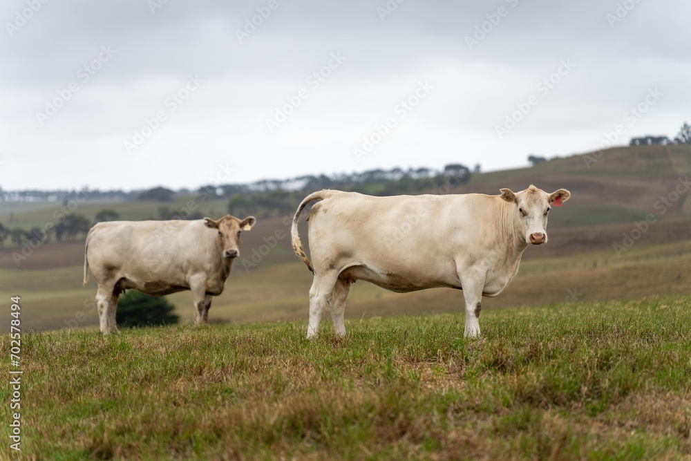 Cow face close up looking at camera. white murray grey cow Cow face close up looking at camera. white murray grey cow