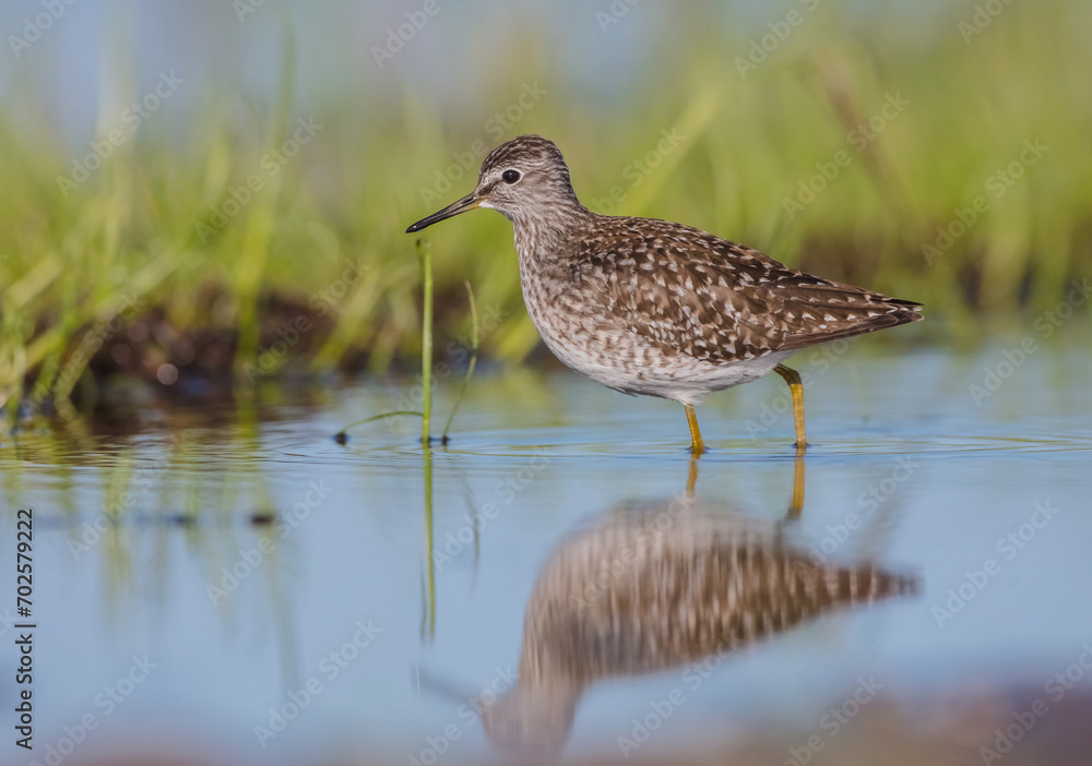 Wood Sandpiper - in spring on the migration way at wetland Wood Sandpiper - in spring on the migration way at wetland
