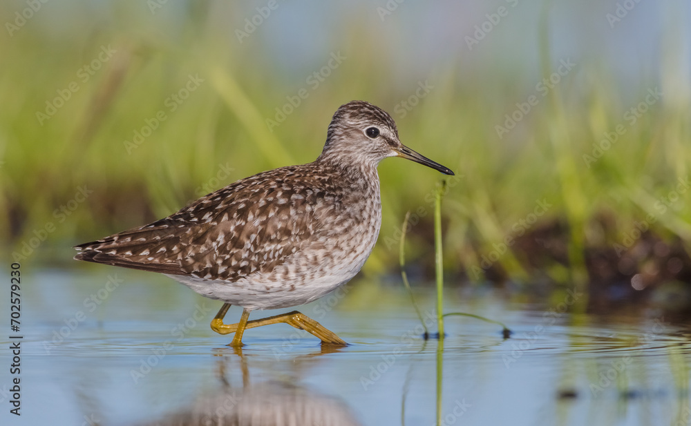 Wood Sandpiper - in spring on the migration way at wetland Wood Sandpiper - in spring on the migration way at wetland