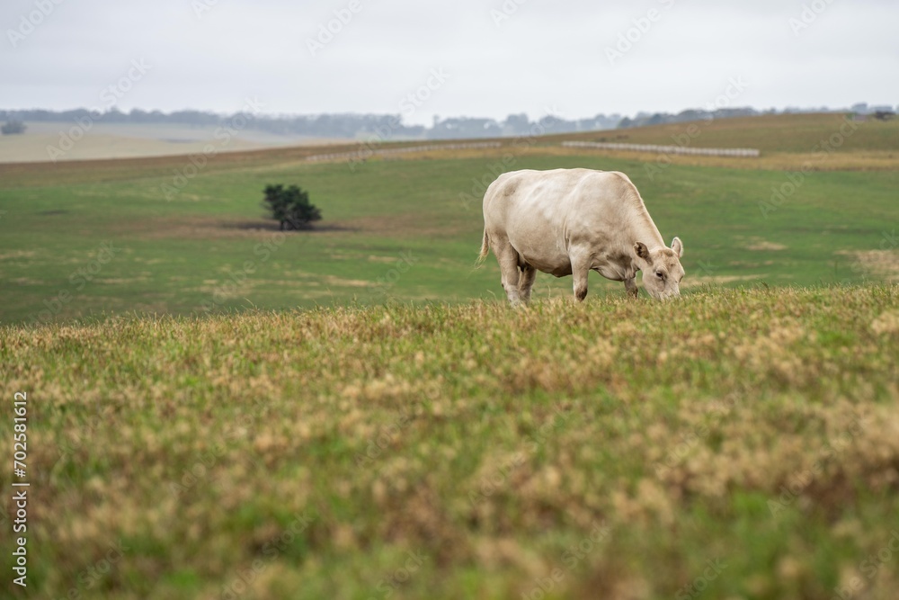 close up of a white cow grazing in a field in australia
