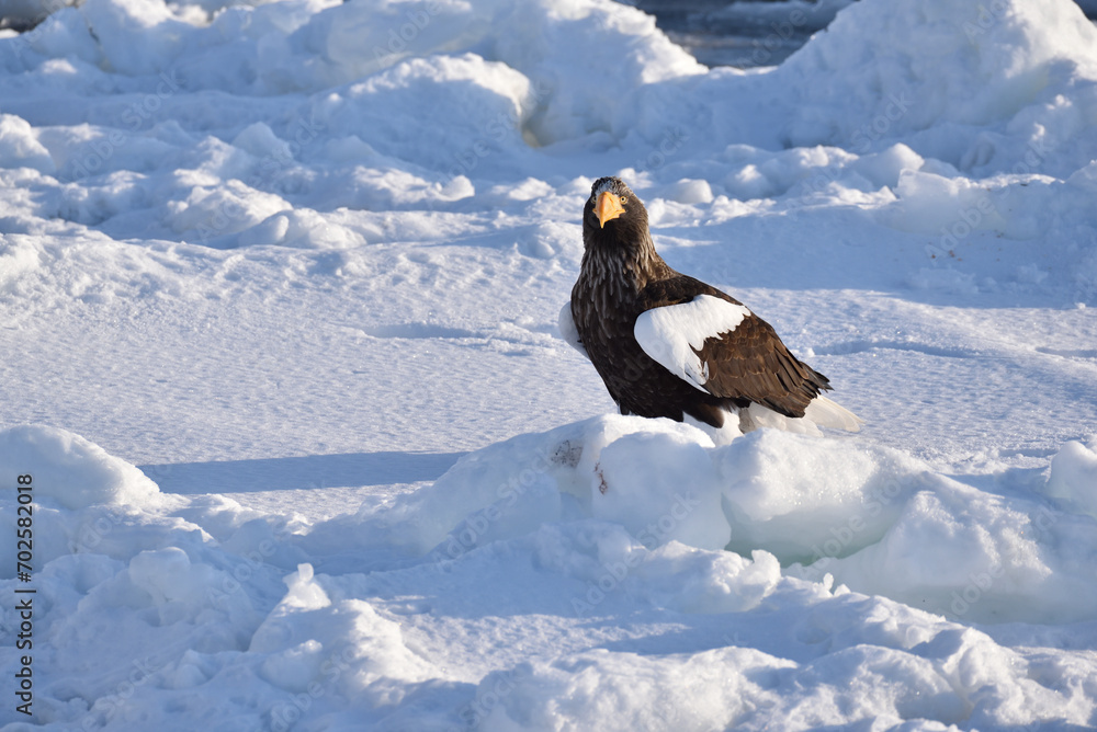 Bird watching with floating ices in winter Bird watching with floating ices in winter