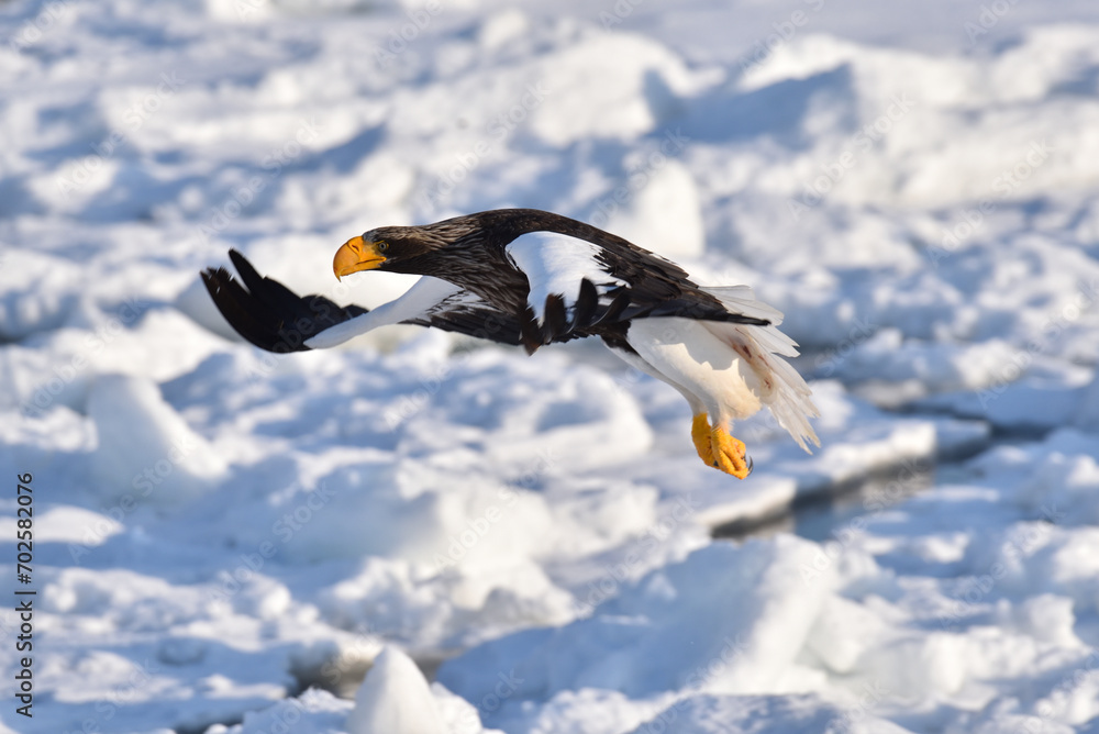 Bird watching with floating ices in winter Bird watching with floating ices in winter