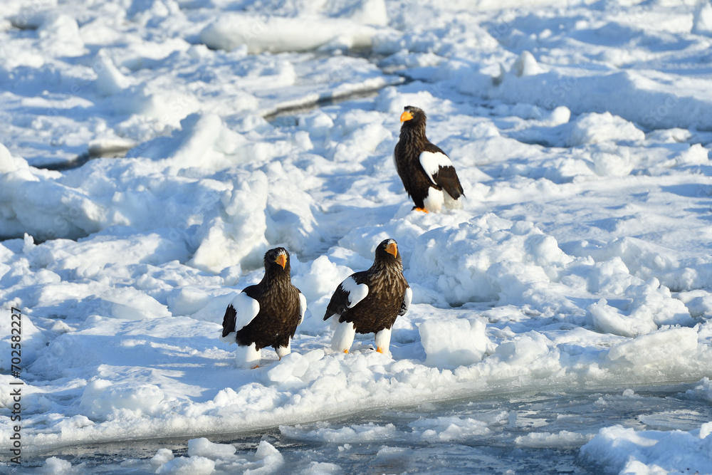 Bird watching with floating ices in winter