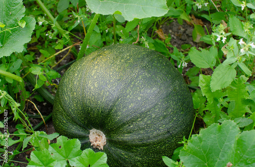 a green pumpkin.the pumpkin is ripening in the garden.