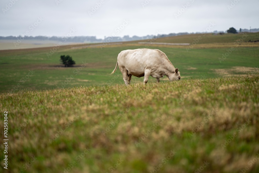 cows in field, grazing on grass and pasture in Australia, on a farming ranch. Cattle eating hay and silage. breeds include speckle park, Murray grey, angus, Brangus, hereford, wagyu, dairy cows. cows in field, grazing on grass and pasture in Australia, on a farming ranch. Cattle eating hay and silage. breeds include speckle park, Murray grey, angus, Brangus, hereford, wagyu, dairy cows.