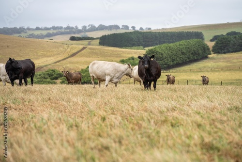 Beef cows and calfs grazing on grass in south west victoria  Australia. eating hay and silage. breeds include specked park  murray grey  angus and brangus.