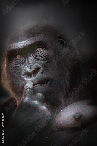 close-up of a gorilla with finger in mouth