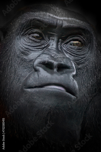 close-up portrait of an adult gorilla