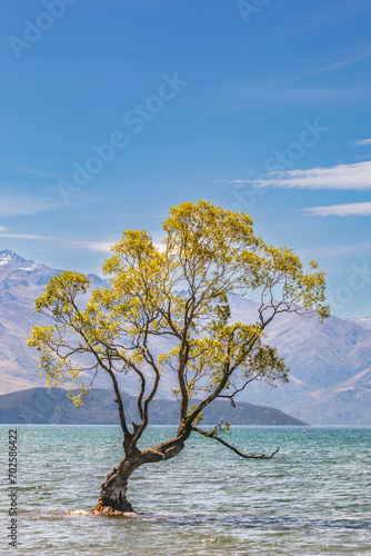 the view of That Wānaka Tree. It is the nickname of a willow tree located at the southern end of Lake Wānaka in the Otago region of New Zealand. 