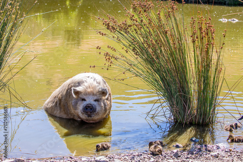 a Kunekune pig rests in the pond of in Deer Park Heights Queenstown NewZealand.
A small breed of domestic pig from New Zealand. Kunekune are hairy with a rotund build. photo