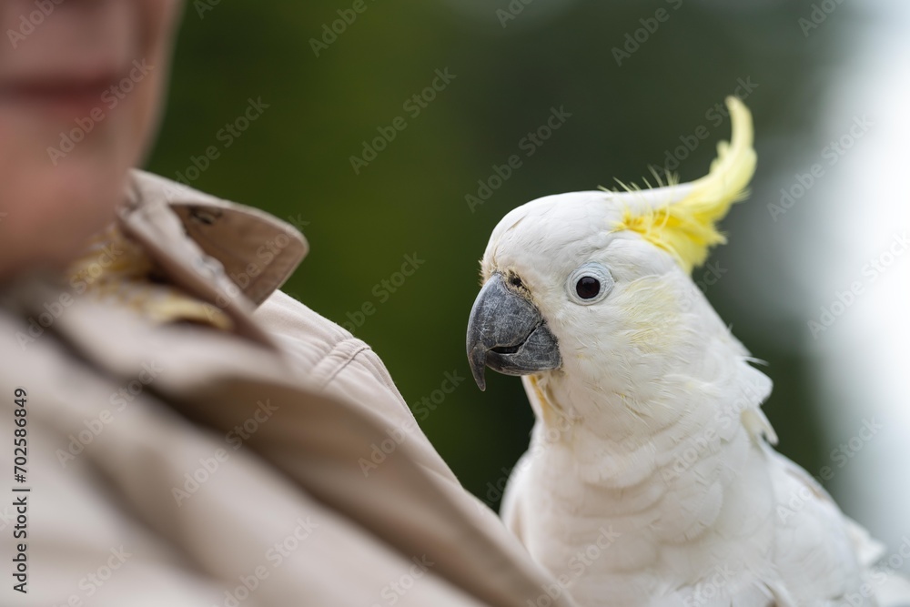 White cockatoo and corella perched in a gum tree in outback Australia. Native Australian birds in a tree in a national park in australia White cockatoo and corella perched in a gum tree in outback Australia. Native Australian birds in a tree in a national park in australia