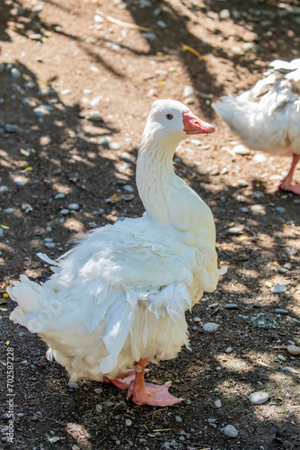 The Sebastopol is a breed of domestic goose, descended from the European Greylag goose.
A medium-sized goose with long, white curly feathers.
The legs and shanks are orange and the eyes bright blue.