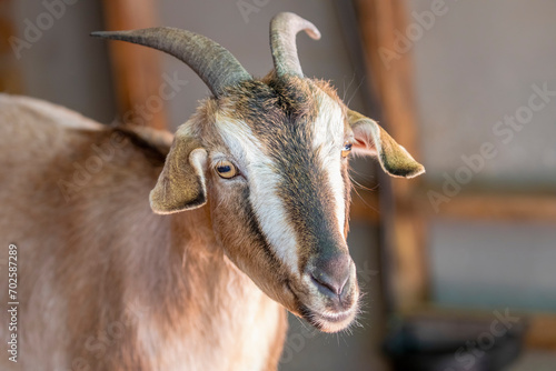 One of the rarest goat breeds in the world, the New Zealand Arapawa goat is, according to the American Livestock Breeds Conservancy, critically close to extinction. photo