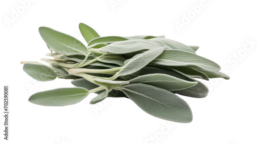Sage leaves isolated on white background, 