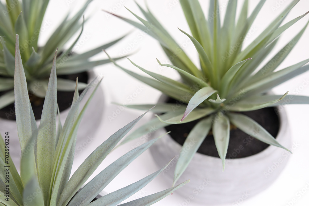 Obraz premium Multiple indoor house plant close up. Succulent with pale green long leaves in white textured pot. Small low growing succulent or cactus for home decoration. Selective focus.