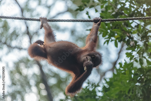 orangutans or pongo pygmaeus is the only asian great found on the island of Borneo and Sumatra