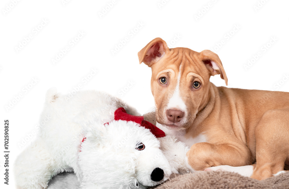 Isolated puppy dog with fluffy toy. Relaxed puppy lying with bear toy, looking sad or worried with frown and wrinkles. 12 weeks old Female Boxer Pitbull mix, bicolor fawn white. Selective focus