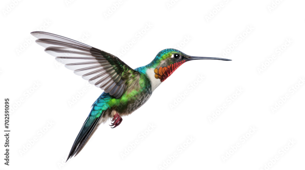 Broad Billed Hummingbird on a pure isolated on white background,PNG image. Broad Billed Hummingbird on a pure isolated on white background,PNG image.