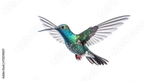 Broad Billed Hummingbird on a pure isolated on white background,PNG image.