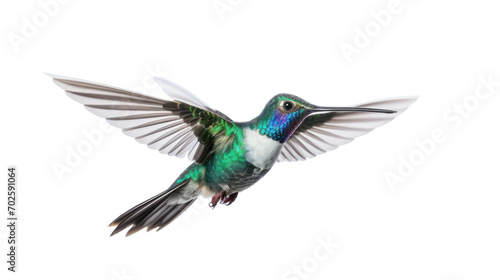 Broad Billed Hummingbird on a pure isolated on white background,PNG image. © CStock