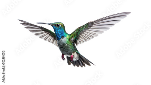 Broad Billed Hummingbird on a pure isolated on white background PNG image.