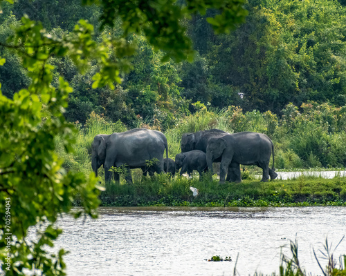 Canvas Print Many Asian wild elephants are grouping in Kaziranga National Park