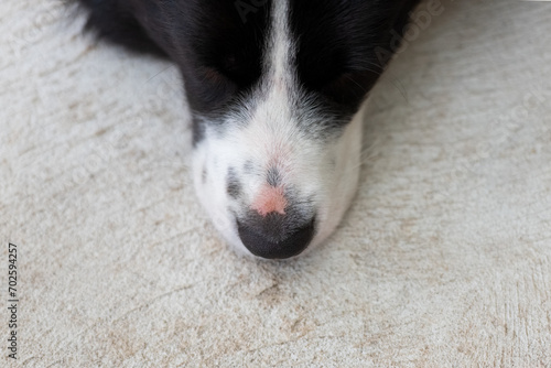 Foto Close up of the border collie puppy nose
