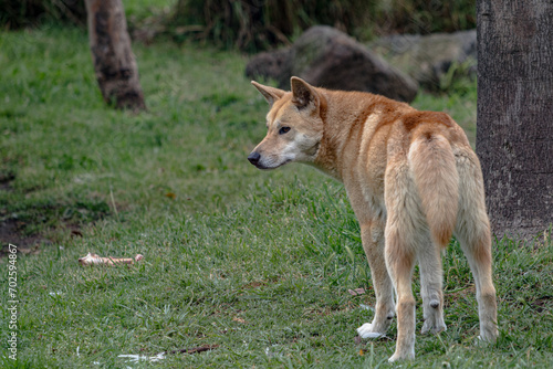 Dingo in an enclosure, from behind