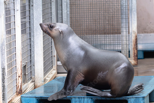 A seal in a veterinary enclosure