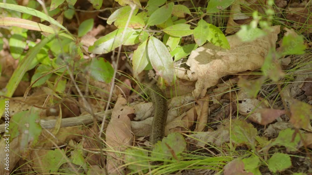 The snake crawls into the grass The snake crawls into the grass