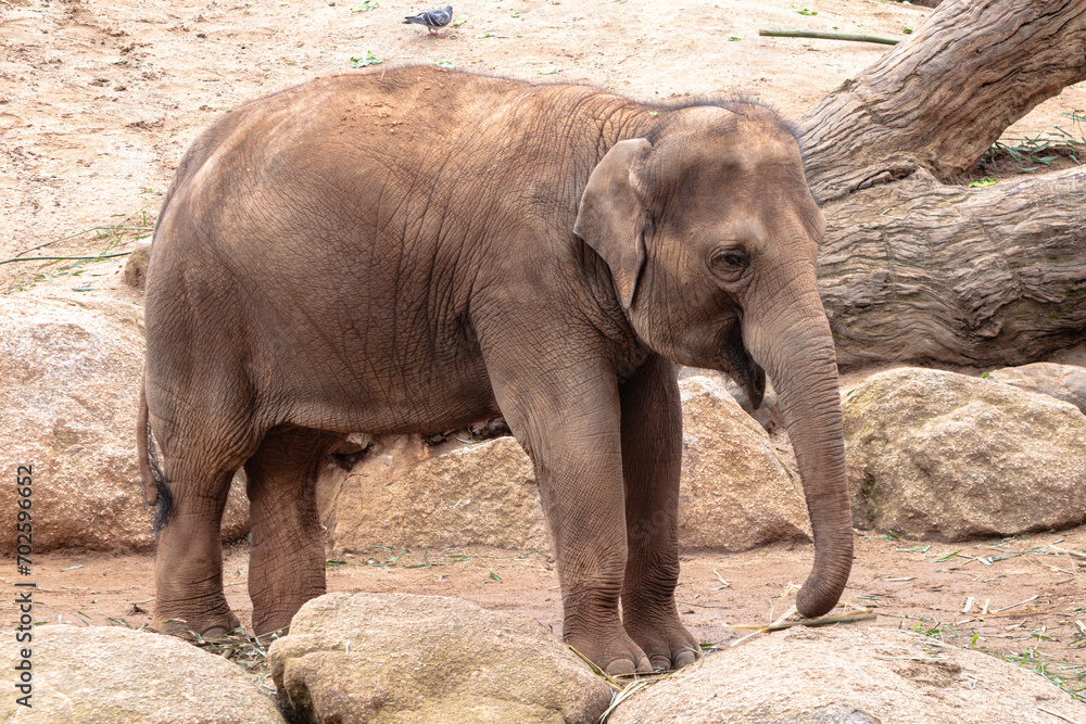 Fototapeta premium Baby Elephant standing in rocks