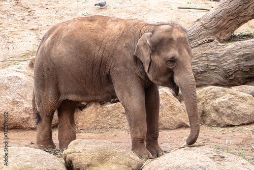 Baby Elephant standing in rocks