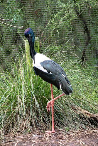 An Australian Jabiru  or Black Necked Stork