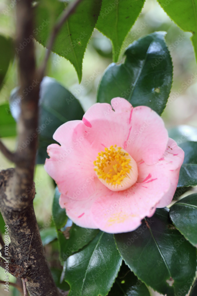 Obraz premium 新春に華麗に咲いたピンクの椿