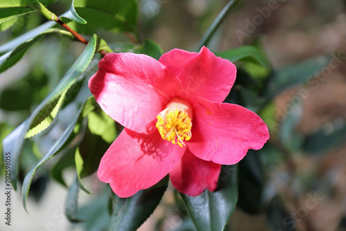 新春に華麗に咲いたピンクの椿