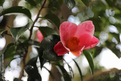 新春に華麗に咲いたピンクの椿