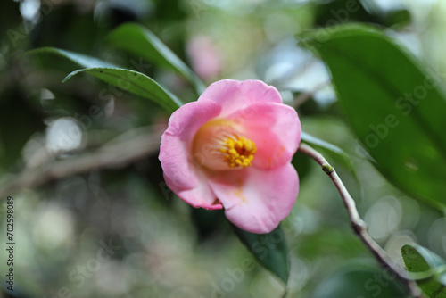 新春に華麗に咲いたピンクの椿