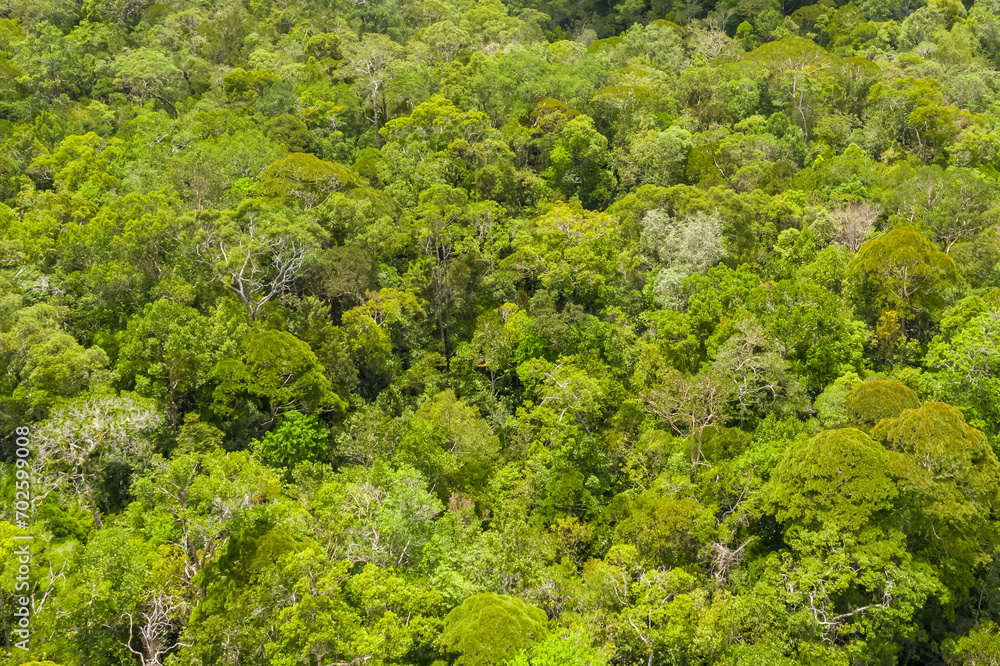 Aerial view of the Borneo rainforest. Aerial view of the Borneo rainforest.