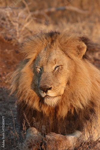 Fototapeta Naklejka Na Ścianę i Meble -  sleepy lion