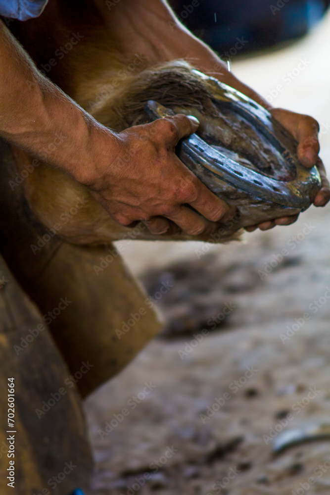 Hands fitting a horseshoe on a horse - Farriery. Hands fitting a horseshoe on a horse - Farriery.