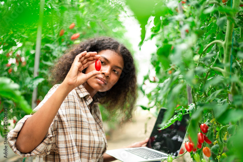 Agriculture student Learn about tomato farming