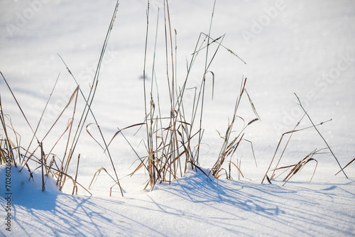 Branches from under the snow  dry grass covered with white snow  winter landscape. Frosty sunny day in winter.