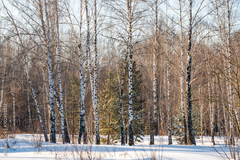 Birch forest in winter, cold winter landscape in sunny weather. Birch forest in winter, cold winter landscape in sunny weather.