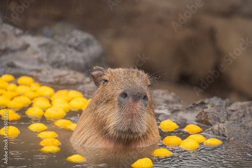 カピバラ - 入浴中